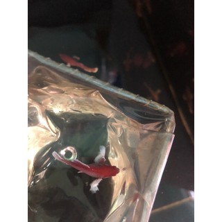 BETTA MÁI DUMBO LAVENDER