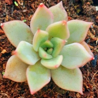 Sen đá đế vương hồng