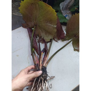 ( RẺ VÔ ĐỊCH)- Cây hoa súng thái màu đỏ