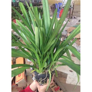 COMBO 3 THÂN ĐỊA lan kiếm hồng hoàng tây bắc, hoa đẹp, thơm dể sống, dễ thuần, mùa hoa tháng 5 - LKHHTB