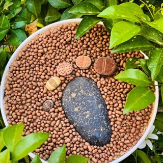 Combo 10 lithop/thạch lan/sen mông 1.2-2cm