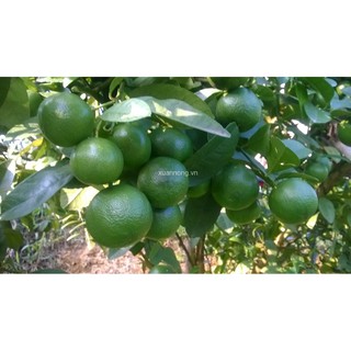 Cây Chanh Tứ Quý Chanh Chiết