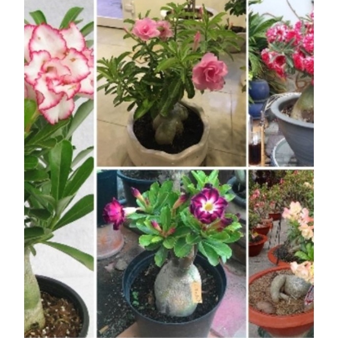 Hạt giống hoa Sứ Thái - Gói lớn nhiều hạt - Tặng gói kích nảy mầm