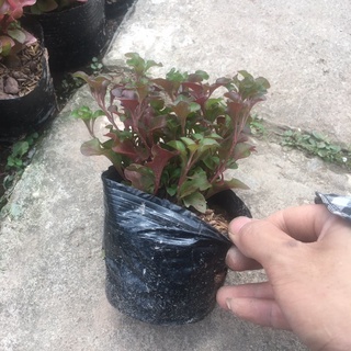 Cây Diệu Đỏ (Điệu Kỷ Đỏ) <HÀNG NHƯ HÌNH>