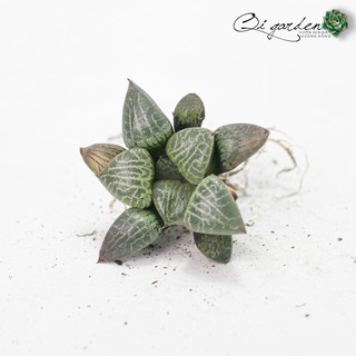 Sen đá kim cương Haworthia Comptoniana 'Suishou'