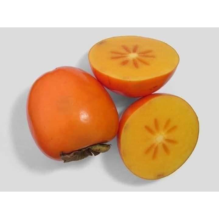 CÂY giống hồng giòn không hạt