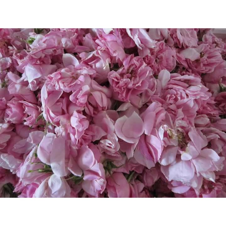 Nước hoa tinh chất hoa hồng Rose de mai - Fragonard dạng mẫu thử