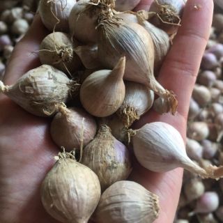 [500g Tỏi cô đơn] Đặc sản Sơn La