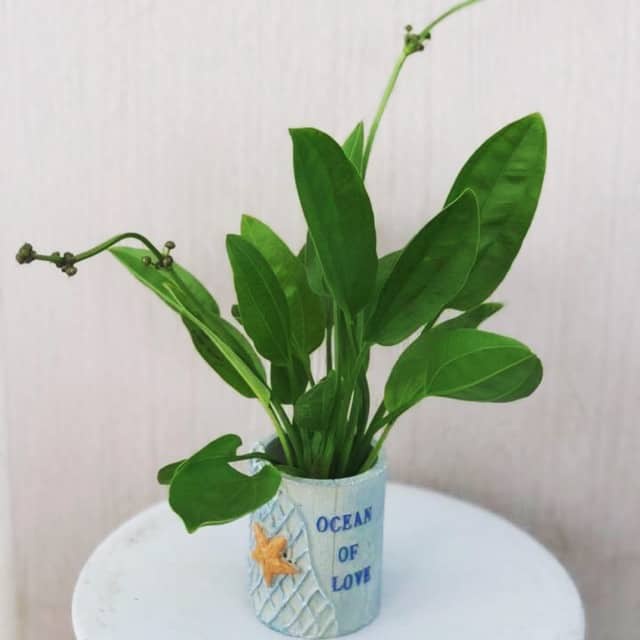 Cây Lan Nước, Bách Thủy Tiên, Cây Thủy Sinh Làm Kiểng Trồng Chậu Thủy Tinh Để Bàn, Bể Bán Cạn