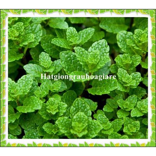 0.1 Gam Hạt giống húng bạc hà tặng kích mầm và hướng dẫn