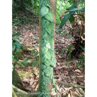 Dây chuyền bạc 50cm mặt trái tim