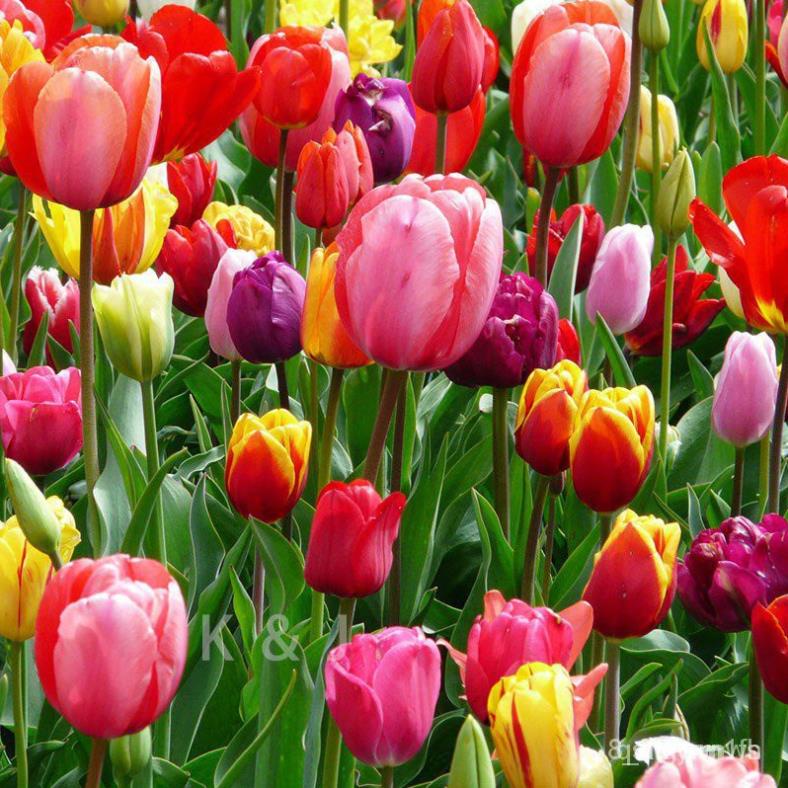 hạt giống hoa tulip được trồng trong bốn mùa 50h SHOP MỚI KHYẾN MẠI GIÁNG SINH