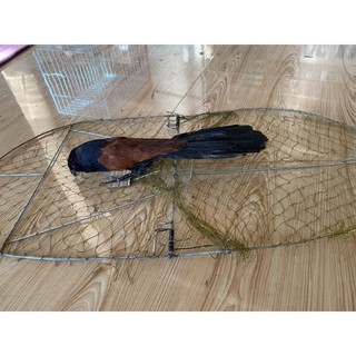 combo mẹt tròn bẫy bìm bịp, bẫy quốc đa năng giá rẻ bẫy rất hiệu quả lưới Thái Lan siêu bền