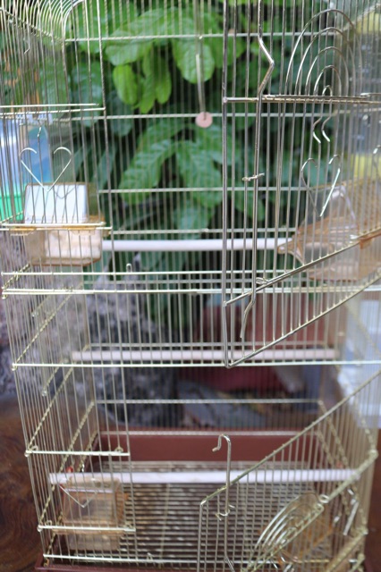 Lồng vẹt mạ vàng