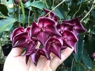 CẨM CÙ CHÉN ĐỎ