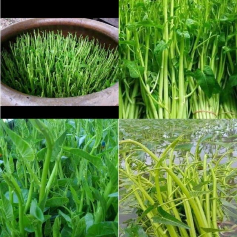 Hạt giống rau muống siêu đọt (siêu ngọn) thái lan, ngon giòn dễ trồng