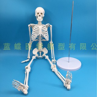 mô hình bộ xương người 85cm