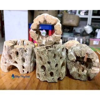 Lũa Xương Rồng Cholla Teddy Đặc Biệt Size nhỏ