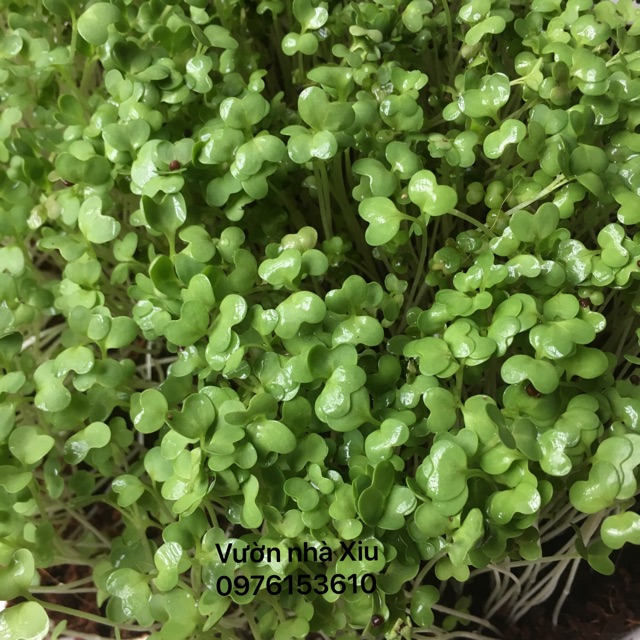 Đất sạch ECO N1