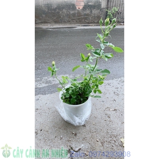 Hoa Hồng Leo Màu Vàng