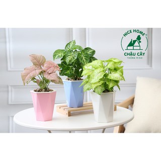 Chậu cây tự dưỡng thông minh - U03