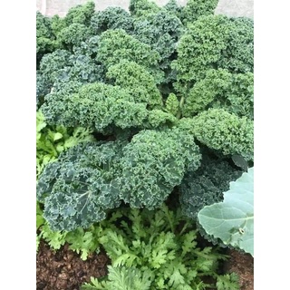 Hạt giống cải xoăn kale chịu nhiệt gói 10gr, hạt giống rau củ quả dễ trồng