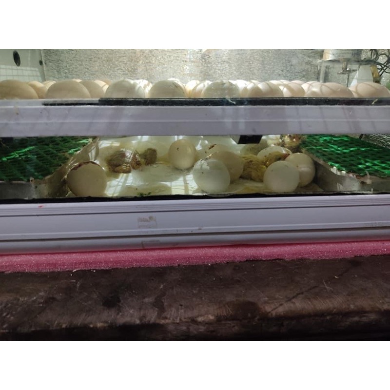 Máy Ấp Trứng Ánh Dương Đảo Tự Động 56 Trứng thùng hợp kim cao cấp