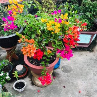 Giống hoa giấy ngũ sac