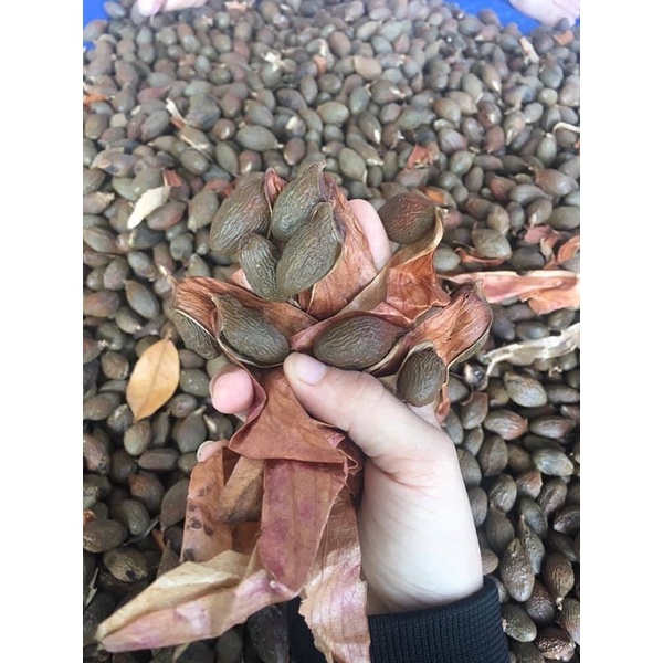 HẠT ƯƠI RỪNG Quảng Nam