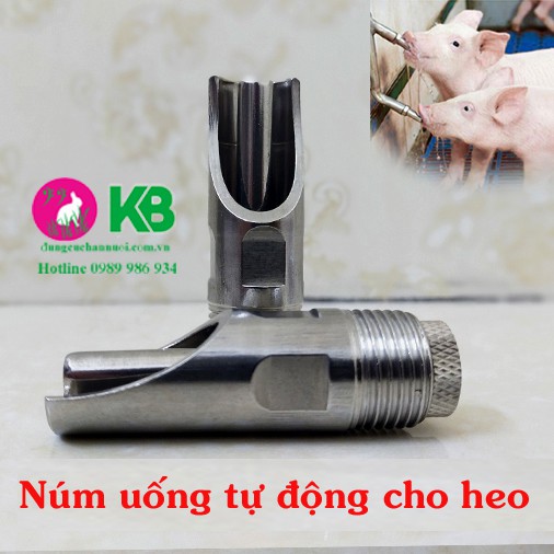 Núm uống tự động cho heo inox - phi 21