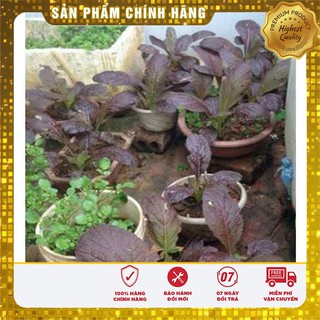 Hạt giống cải canh lá đỏ