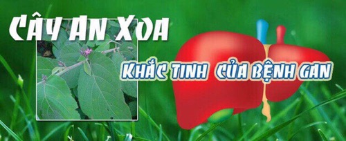 Combo 1 kg an xoa tốt cho gan, lá gan khỏe mạnh