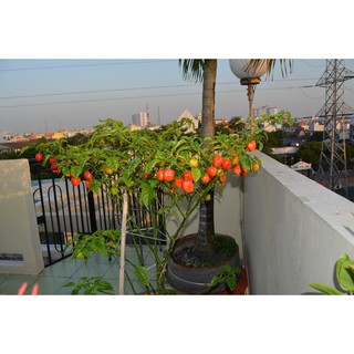 5 Hạt Giống Ớt Siêu Cay Red Habanero luckyseed hạt siêu rẻ