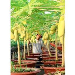Hạt Giống Đu Đủ Vỏ Vàng ( gói 5 Hạt)