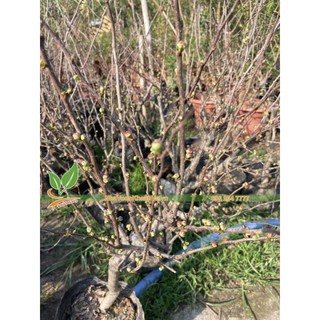 Mai đỏ  Nhật Bản  cao 60cm