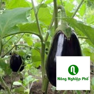 50 hạt giống cà tím giọt nước quả đen PHUNONG