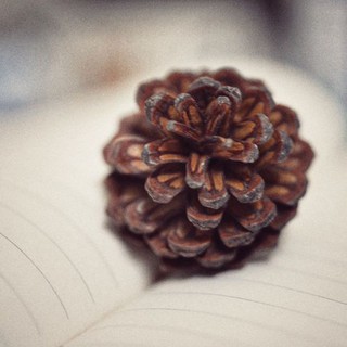 Set 2 Quả Thông Khô Trang Trí Cây Thông Giáng Sinh Kích Thước 6 - 8 cm