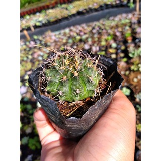 Xương rồng gymno