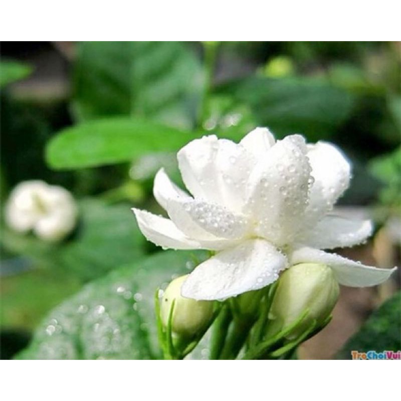 Hoa nhài khô dùng pha trà ngủ ngon, đẹp da