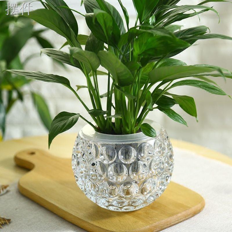 bình thủy tinh quả cầu pha lê dày trong suốt cắm hoa thủy canh Trang trí phòng khách cây thì là xanh và cỏ đồng tiền