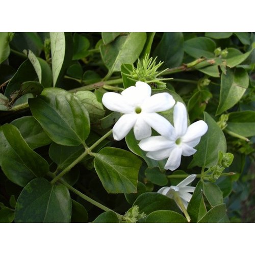 Chè Vằng Sẻ