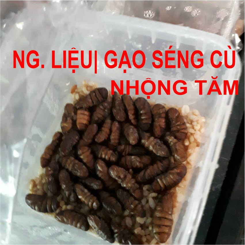 Đông trùng hạ thảo sấy thăng hoa NOCOVY, nấm trùng thảo dược chất cao hỗ trợ phục hồi sức khoẻ, tăng đề kháng