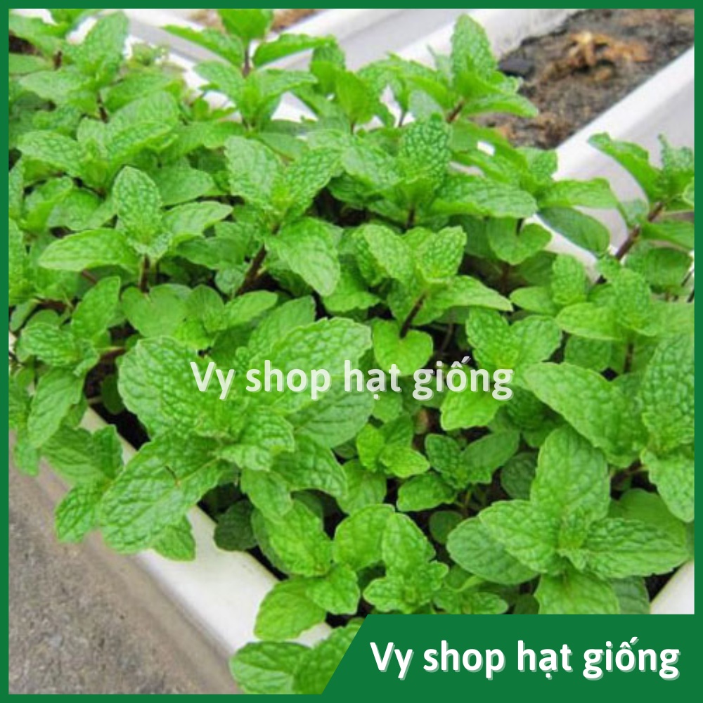 Hạt giống húng bạc hà  Thái Lan gói 200 hạt