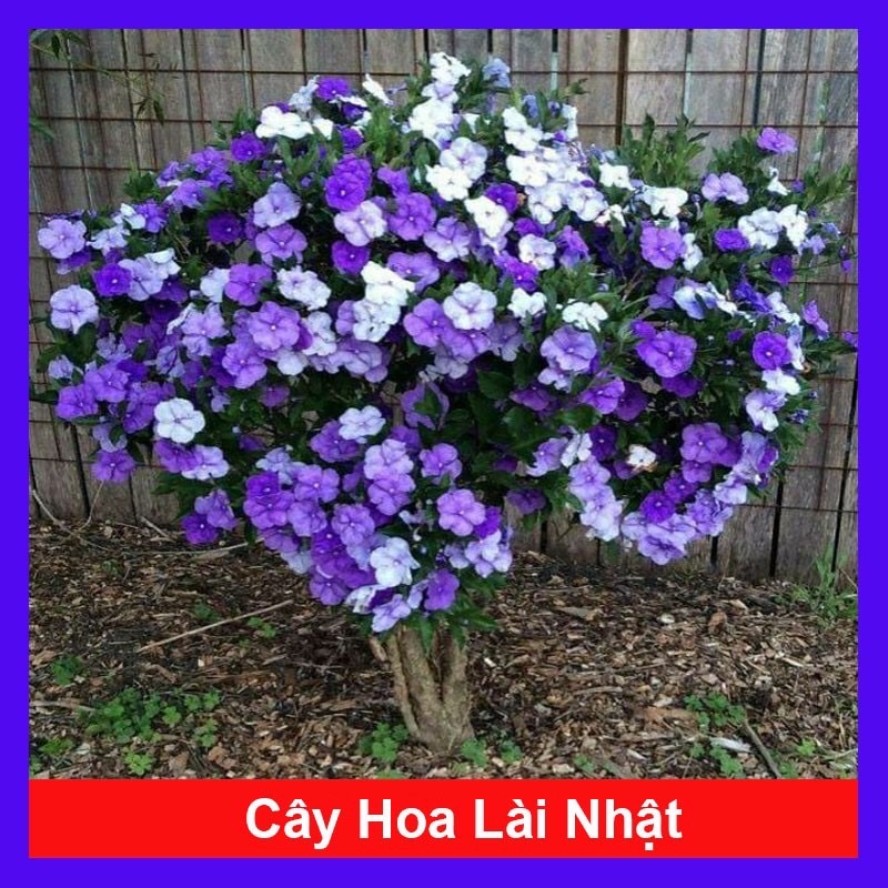 Cây hoa Lài Nhật/ Nhài Nhật