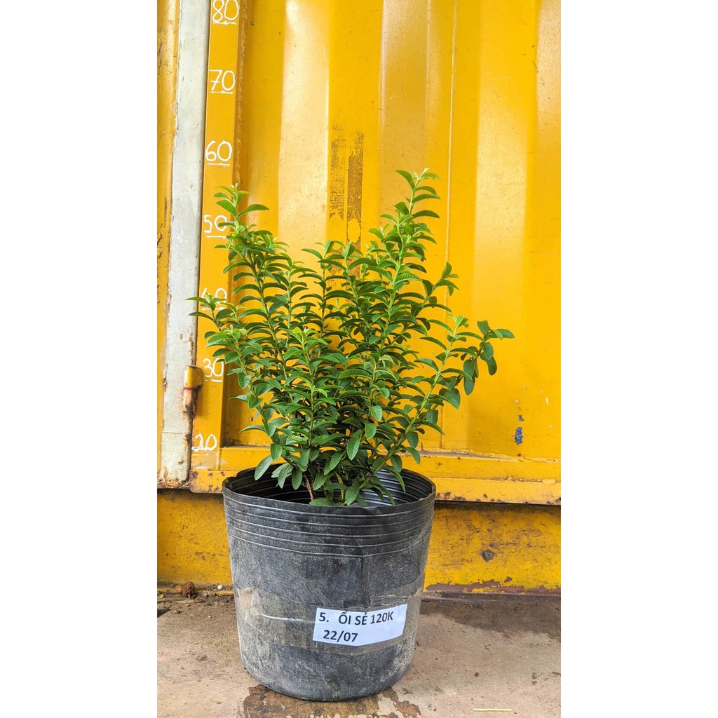 Ổi sẻ Nhật cây đang trái