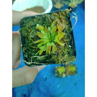 cây bẫy kẹp giá rẻ