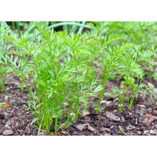 Hạt Giống Cà Rốt Dễ Trồng 5Gram