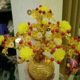 Cây kim tiền vàng-Cây tài lộc pha lê