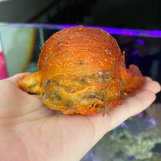 YẾN CAM HUYẾT THÔ