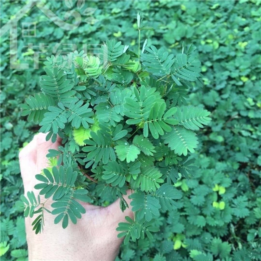 Bốn mùa trồng cây lạ dễ gieo hạt giống hoa ban công trồng chậu trong nhà 20h